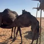 بكره على البن العمر 11 شهر