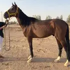 حصان انتاج سبووق