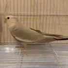 كروان انتاج للبيع