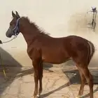 مهر واهو للبيع