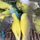 للبيع طيور زينه