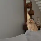 3 قطط ذكور معقمين للتبني