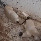 تشليح جيب ربع 2016 قطع فقط