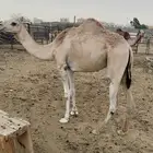 بكره سيمينه كفو للبيع