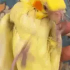 فرخ كروان للبيع