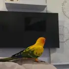 صن كنيور للبيع