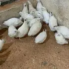 سمان تكساس بشاير