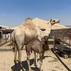 خلفة للبيع