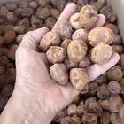 تمر سكري ناشف جاهز للكنز