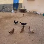 دجاج بلدي