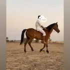 للبيع او البدل المناسب فرس عربيه شعبيه لقحه