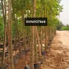 بيع وتوريد أشجار للمشاريع