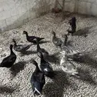 بط موسكوفي