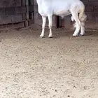 مشروع فحل