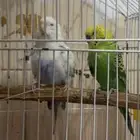 طيار باجي