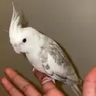 كروان البينو عمره سنه و5 شهور مع قفصه ب350