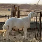 فحل مشروع حري صنف