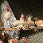 دجاج بلدي شررط