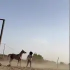 مهره فاخره