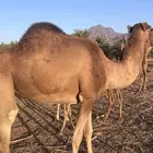 ناقه حايل للبيع