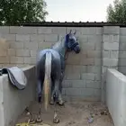 خيل شعبي