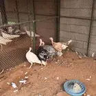 طقم رومي منتج