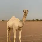 للبيع قعود أوضح