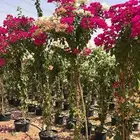 جهنمية اشجار زينه وشوكيه