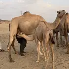 خلفه تحتها بكره حليبها سكر