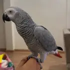 للبيع كاسكو كبتن كلام وبعده صغير