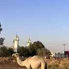 بكره هجن للبيع