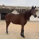 فرس انقليزيه معها اوراق ( تنفع حاضنه )