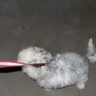 كلب شيواوا ذكر على السوم