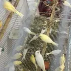 كناري ذكور وأناث