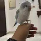 كويكر اليف