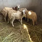 6 فران واحد عمره 6 والباقي 5 وواحد 4
