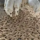 للبيع 5 خرفان سمان ونظيفه ومشروطه