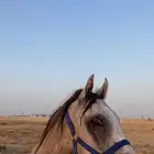 حصان مهر واهو