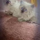 اثنين كيتين ملاقيف للبيع