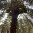نخال للبيع
