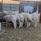 خروف وربع رخال حري