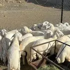 طليان