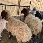 رخال نعيم جذعات