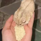 هامستر