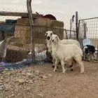 نعجه تحتها رخل