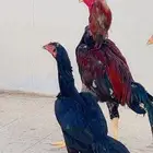 دجاج باكستاني شرورة