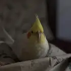 ذكر كروان