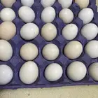 بيض بلدي طازج