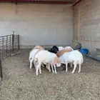 ذبايح القيصومه