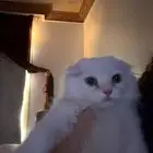 قط سكوتش ستريت للبيع لونه ابيض 150